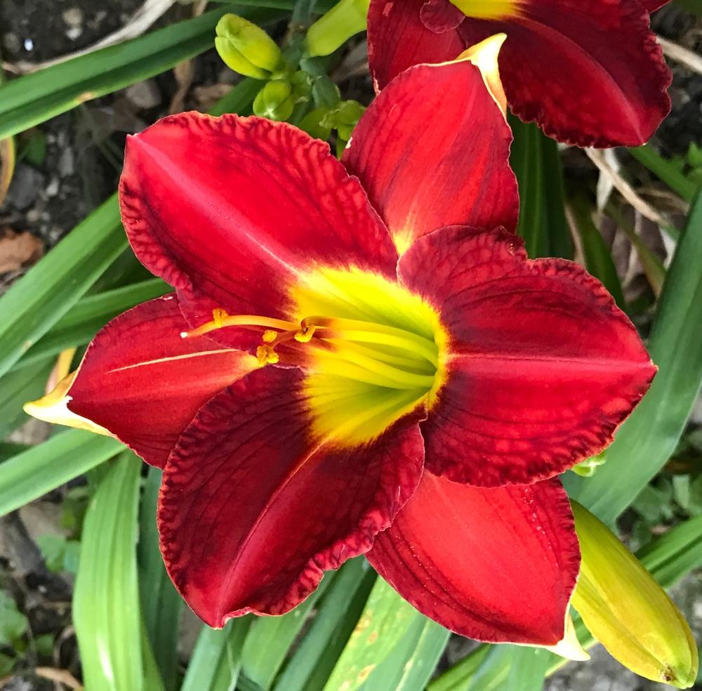 Photo of Daylily (Hemerocallis 'Passion for Red') uploaded by bxncbx