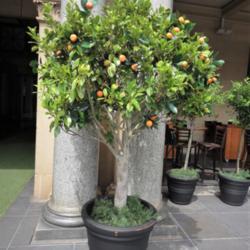 Location: Sydney, N.S.W., Australia
Date: 2013-02-28
Potted speciment outside of Customs House, Circular Quay, Sydney.
