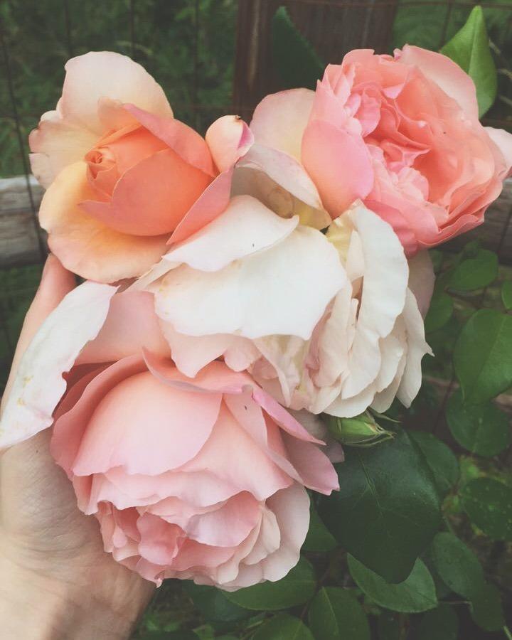 Photo of Rose (Rosa 'Heaven on Earth') uploaded by NyxOfTheFallen