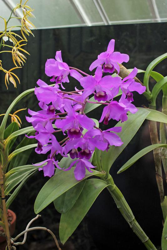 Photo of Bowring's Guarianthe Orchid (Guarianthe bowringiana) uploaded by RuuddeBlock