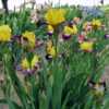 Go For Bold In Front Row of Border Bearded Irises