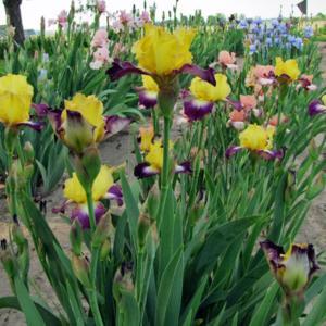 Go For Bold In Front Row of Border Bearded Irises