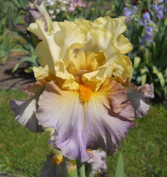 Photo of Tall Bearded Iris (Iris 'Sunshine on My Shoulders') uploaded by TBMan