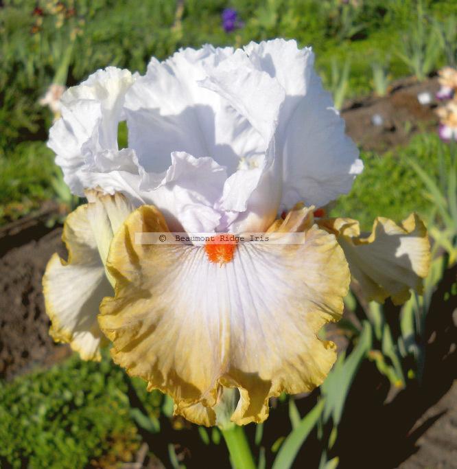 Photo of Tall Bearded Iris (Iris 'Snaparazzi') uploaded by TBMan