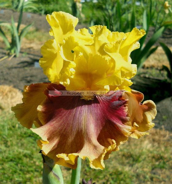 Photo of Tall Bearded Iris (Iris 'Solar Drama') uploaded by TBMan