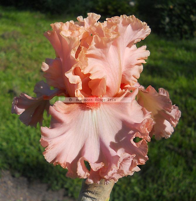 Photo of Tall Bearded Iris (Iris 'Splendid Spring') uploaded by TBMan