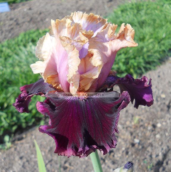 Photo of Tall Bearded Iris (Iris 'Vanilla Berry') uploaded by TBMan