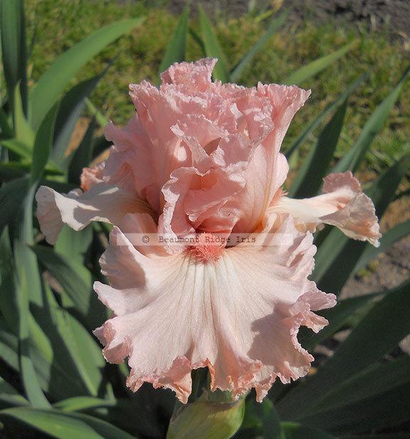 Photo of Tall Bearded Iris (Iris 'Flamingo Frenzy') uploaded by TBMan