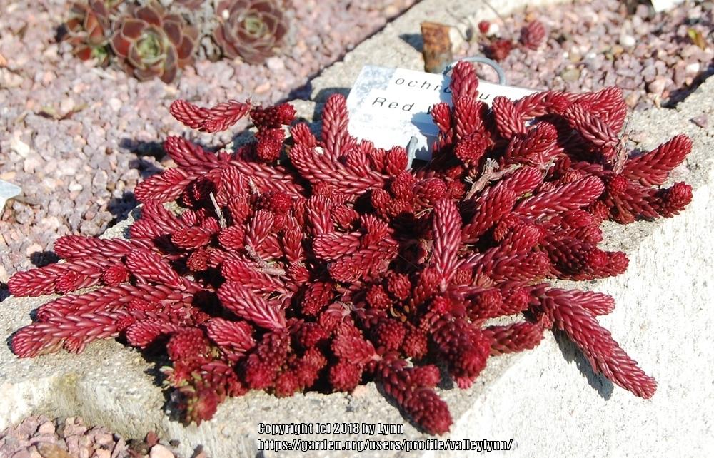 Photo of Stonecrop (Petrosedum ochroleucum 'Red Wiggle') uploaded by valleylynn
