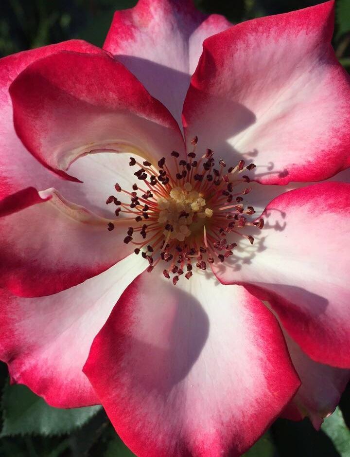 Photo of Rose (Rosa 'Betty Boop') uploaded by NyxOfTheFallen
