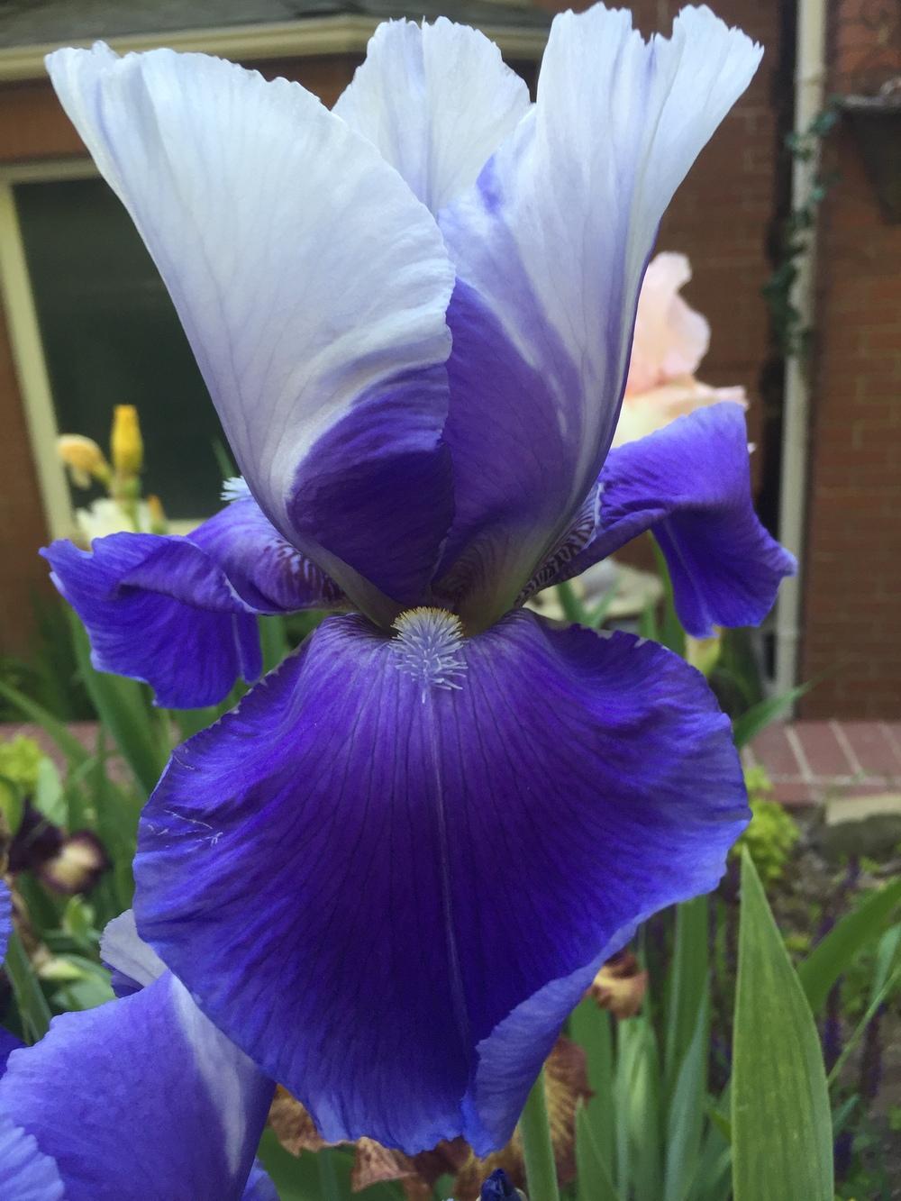 Photo of Tall Bearded Iris (Iris 'Judy Mogil') uploaded by SpringGreenThumb