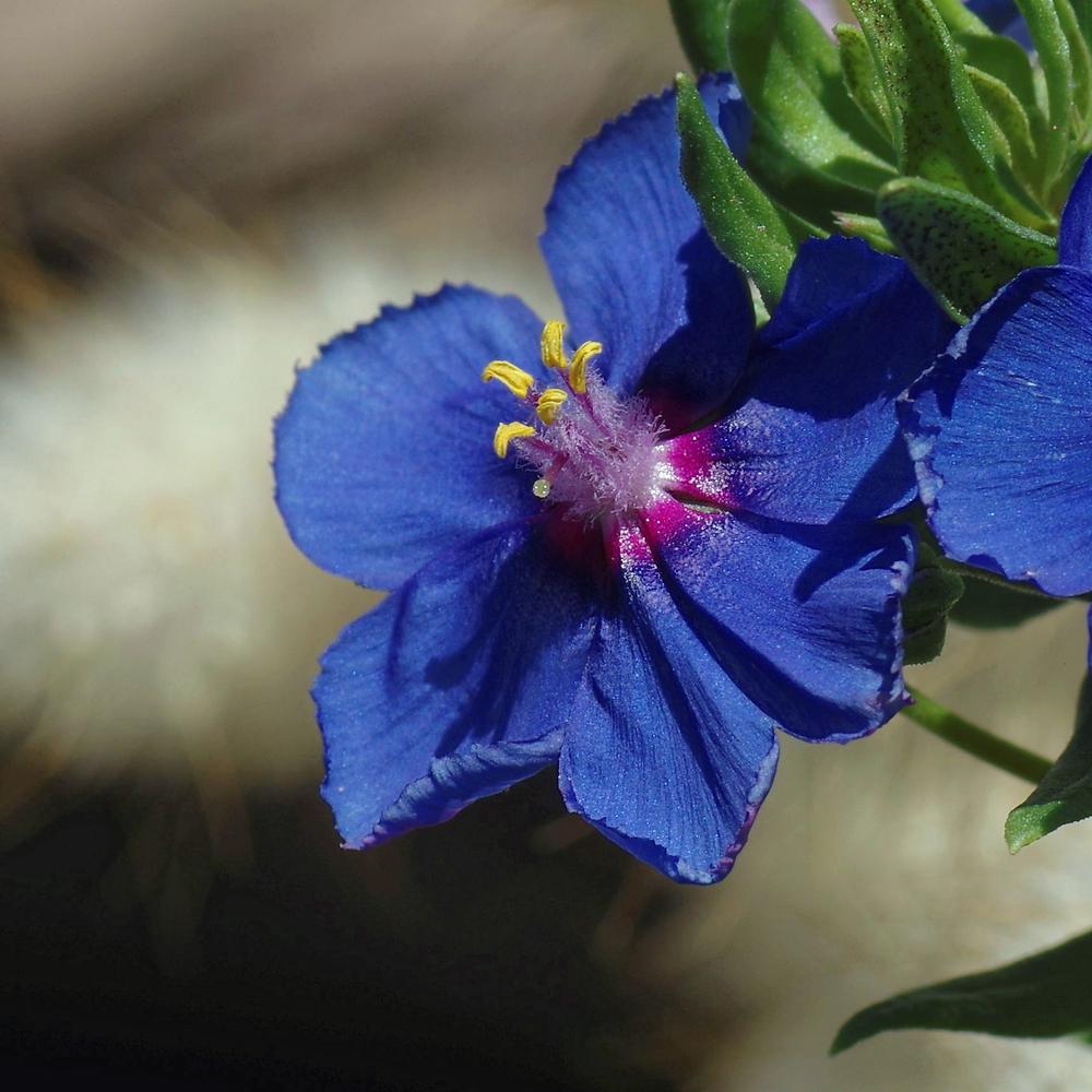 Photo of Blue Pimpernel (Lysimachia monelli subsp. monelli) uploaded by dirtdorphins