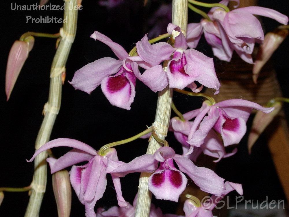 Photo of Orchid (Dendrobium anosmum) uploaded by DaylilySLP
