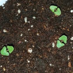 Location: Wilmington, Delaware USA
Date: 2018-03-01
Salvia uliginosa from seeds sown 2/22/2018