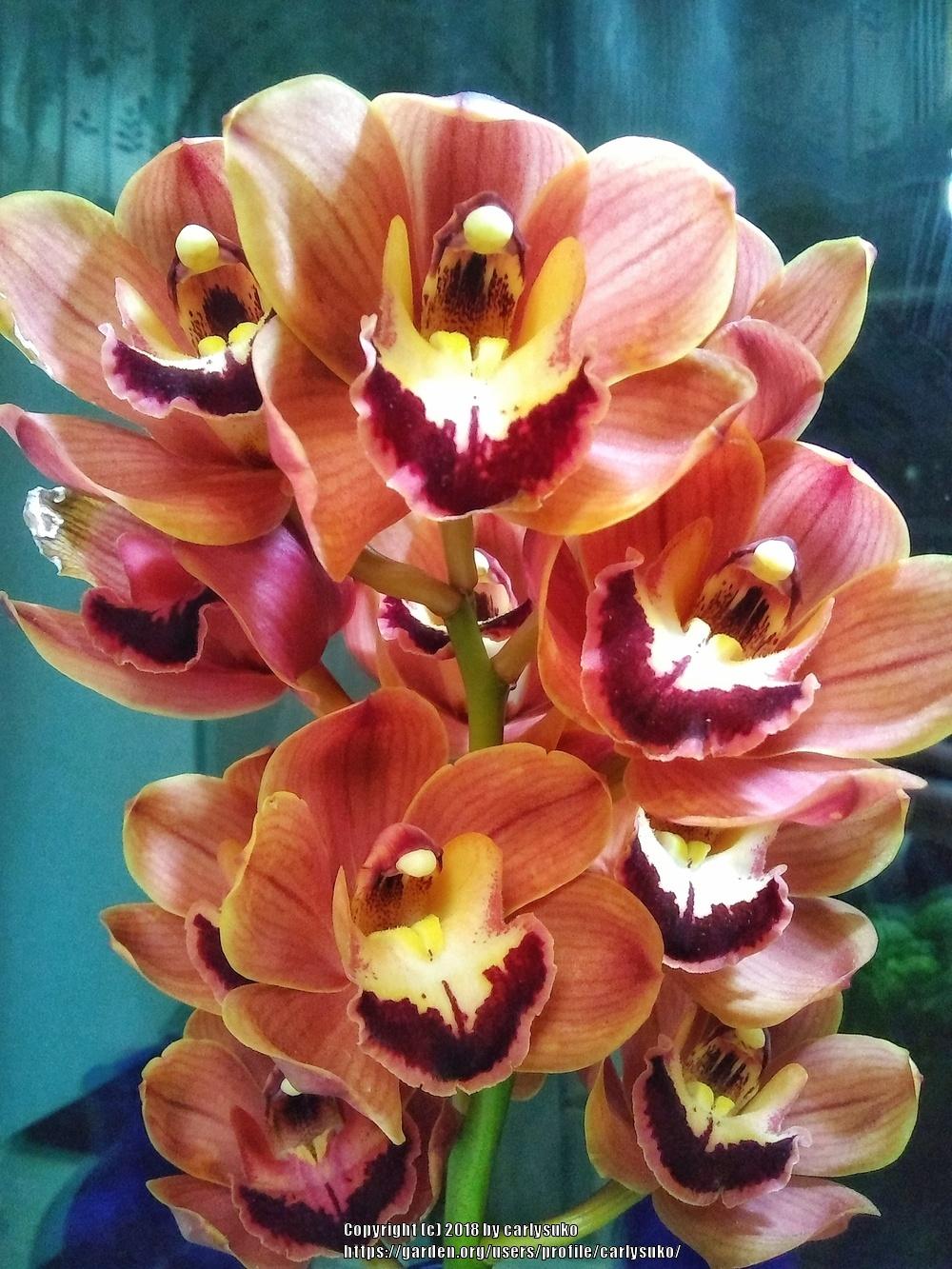 Photo of Orchid (Cymbidium) uploaded by carlysuko