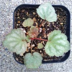 Location: Coastal San Diego County 
Date: 2018-02-21
One of the seedlings from the pack I ordered from Swallowtail Gar
