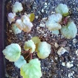 Location: Coastal San Diego County 
Date: 2018-03-01
One of the seedlings from the pack I ordered from Swallowtail Gar