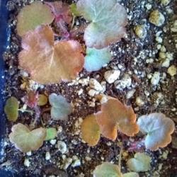 Location: Coastal San Diego County 
Date: 2018-03-01
One of the seedlings from the pack I ordered from Swallowtail Gar