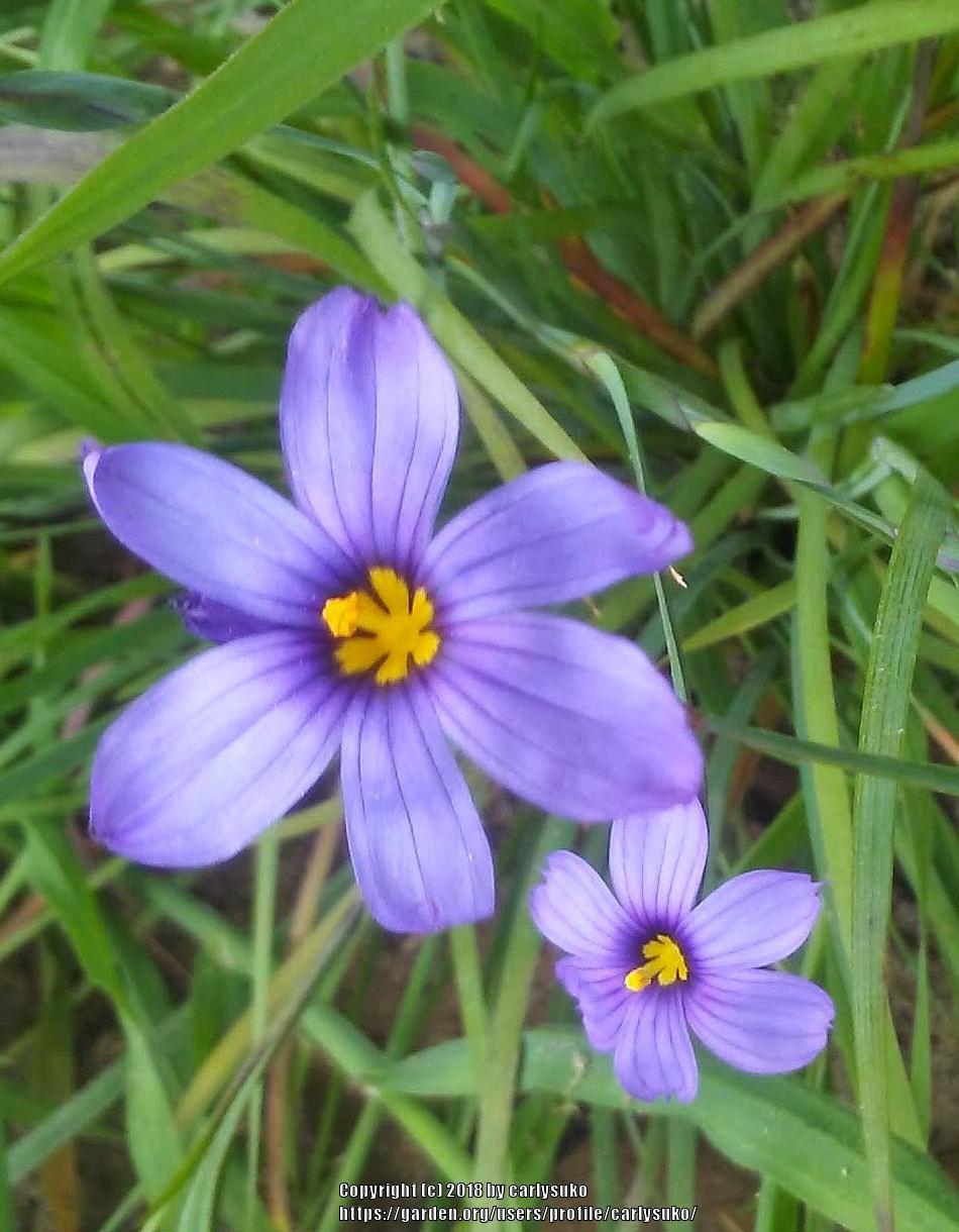 Photo of California Blue-Eyed Grass (Sisyrinchium bellum) uploaded by carlysuko