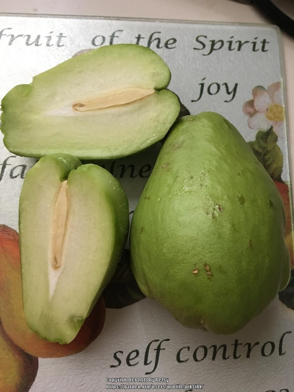 Photo of Chayote (Sechium edule) uploaded by piksihk
