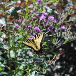 Location: Tyler Arboretum near Media, Pennsylvania
Date: 2012-07-25
Tiger Swallowtail on flowers