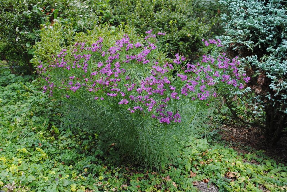 Photo of Narrowleaf Ironweed (Vernonia lettermannii 'Iron Butterfly') uploaded by ILPARW
