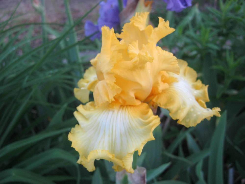 Photo of Tall Bearded Iris (Iris 'Genesis') uploaded by Irislady