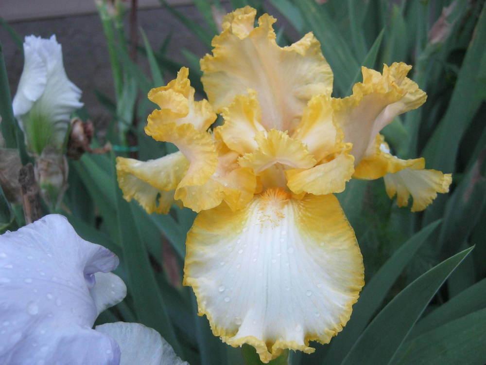 Photo of Tall Bearded Iris (Iris 'Genesis') uploaded by Irislady