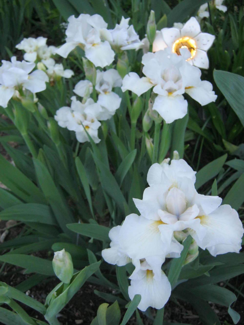 Photo of Intermediate Bearded Iris (Iris 'Snow Gnome') uploaded by Irislady