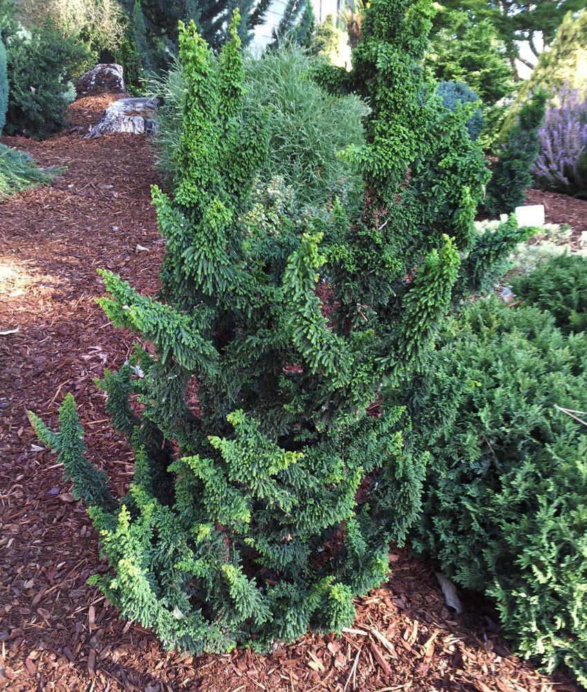 Photo of Hinoki Cypress (Chamaecyparis obtusa 'Chirimen') uploaded by Joy