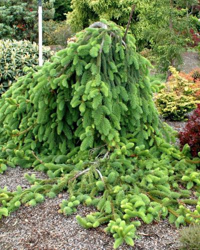 Photo of Weeping Norway Spruce (Picea abies 'Pendula') uploaded by Joy