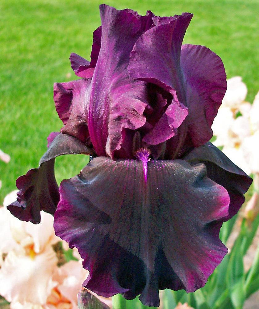 Photo of Tall Bearded Iris (Iris 'Cherry Smoke') uploaded by TBGDN