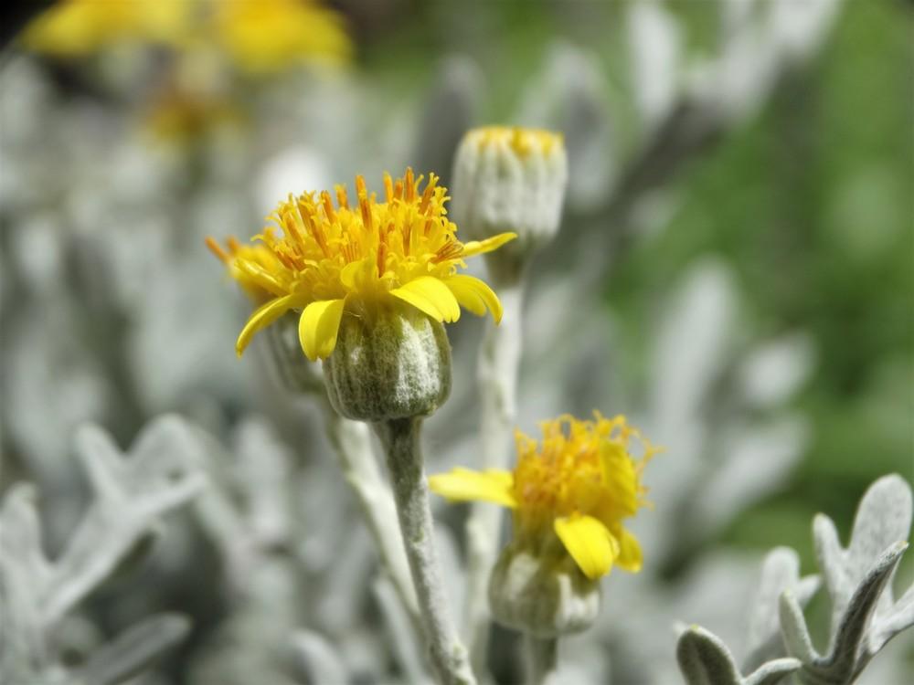 Photo of Dusty Miller (Jacobaea maritima subsp. maritima) uploaded by carolem