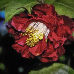 Location: Botanical Gardens of the State of Georgia...Athens, Ga
Date: 2018-02-27
Camellia japonica - Blood Of China 001