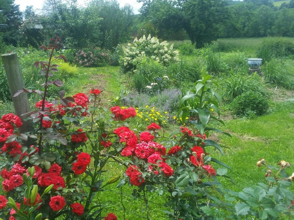 Photo of Rose (Rosa 'Brillant Korsar') uploaded by gemini_sage