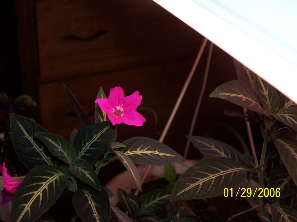 Photo of Trailing Velvet Plant (Ruellia makoyana) uploaded by jmorth