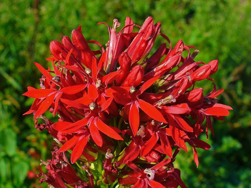 Photo of Cardinal Flower (Lobelia cardinalis) uploaded by robertduval14