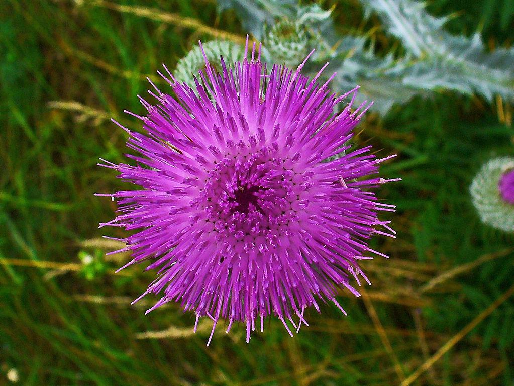 Photo of Scotch Thistle (Onopordum acanthium) uploaded by robertduval14