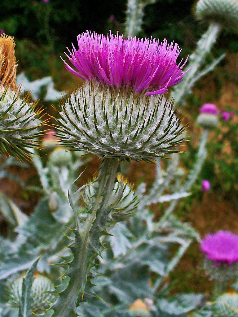 Photo of Scotch Thistle (Onopordum acanthium) uploaded by robertduval14