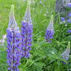 Location: Riverview, Robson, B.C. 
Date: 2007-05-25
Blue purple Lupines - the purple reinforced by the purple stems.