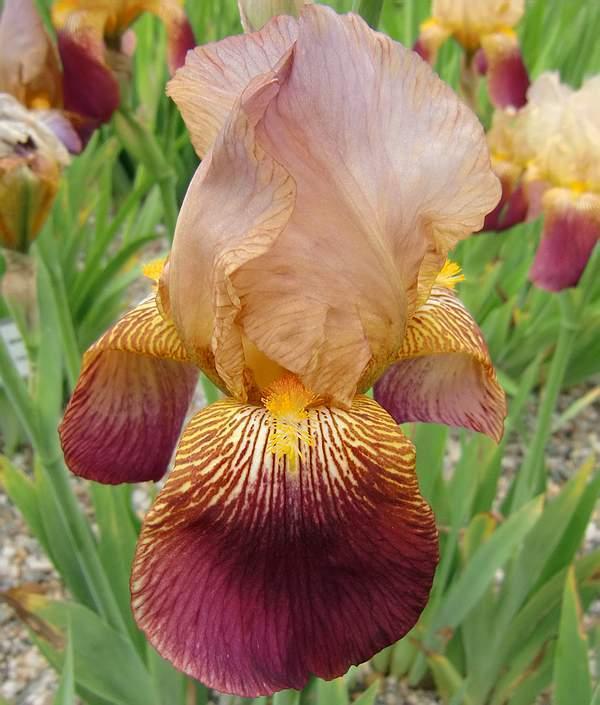 Photo of Tall Bearded Iris (Iris 'At Dawning') uploaded by IrisP