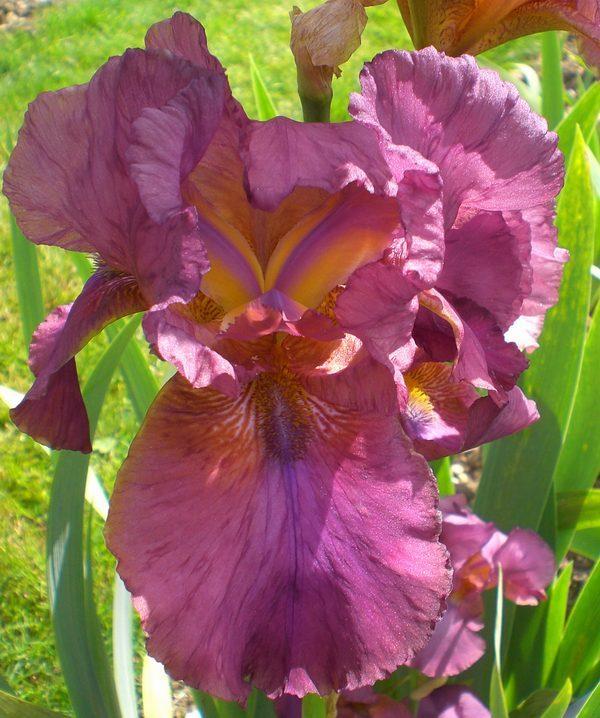 Photo of Tall Bearded Iris (Iris 'Alpenrose') uploaded by IrisP