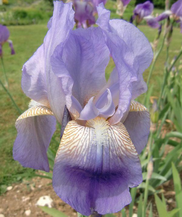 Photo of Tall Bearded Iris (Iris 'Avalon') uploaded by IrisP