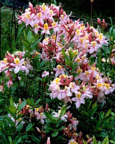 Photo of Western azalea (Rhododendron occidentale) uploaded by Joy
