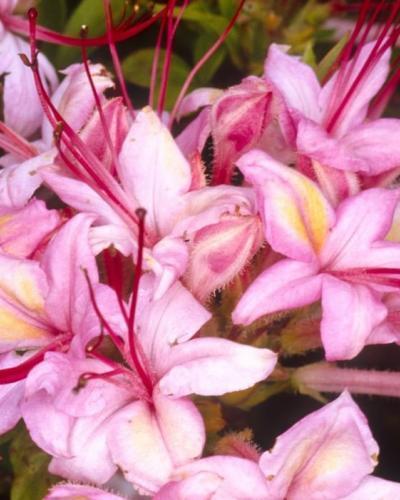 Photo of Azalea (Rhododendron 'Pink and Sweet') uploaded by Joy