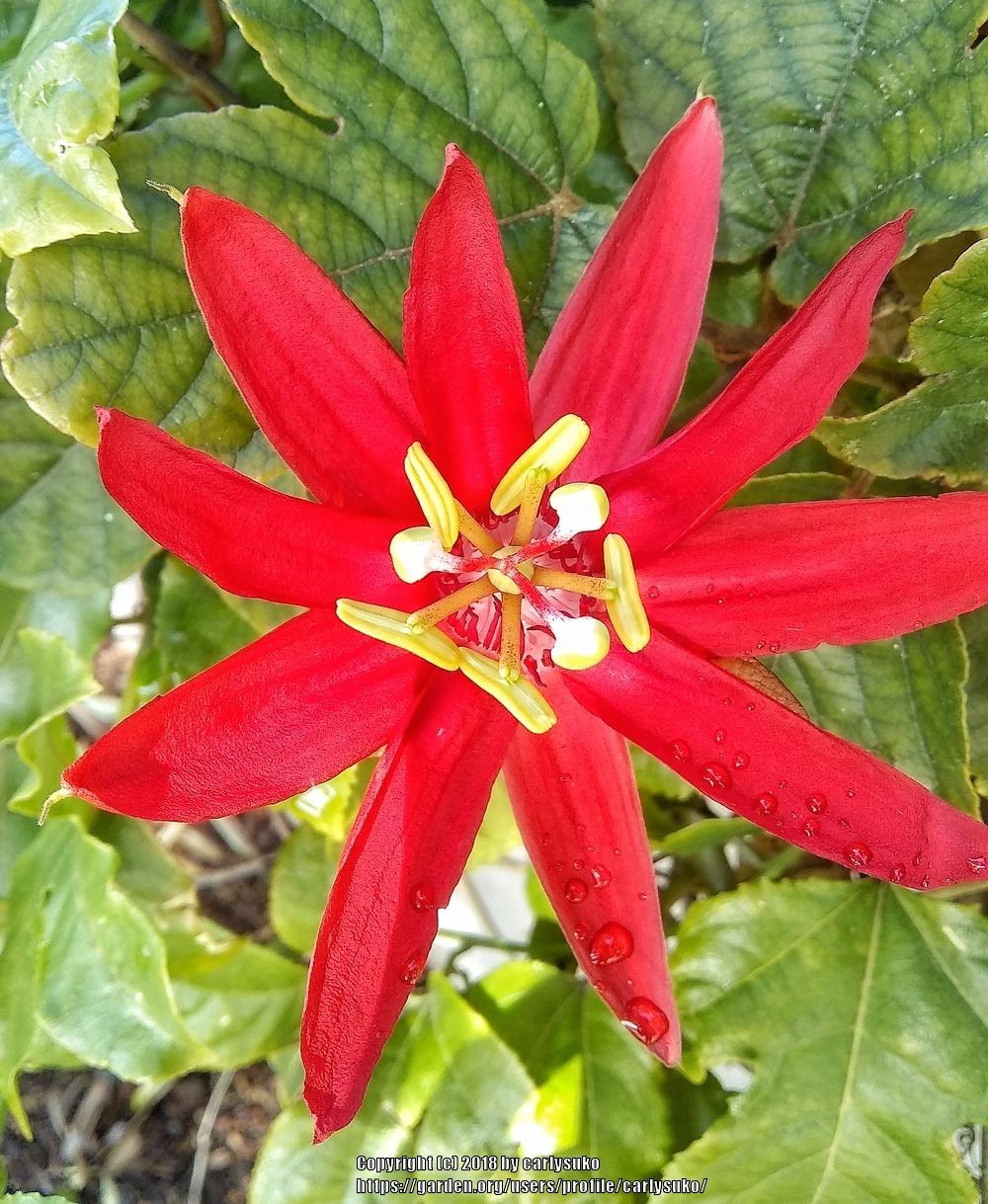 Photo of Crimson Passion Flower (Passiflora vitifolia) uploaded by carlysuko