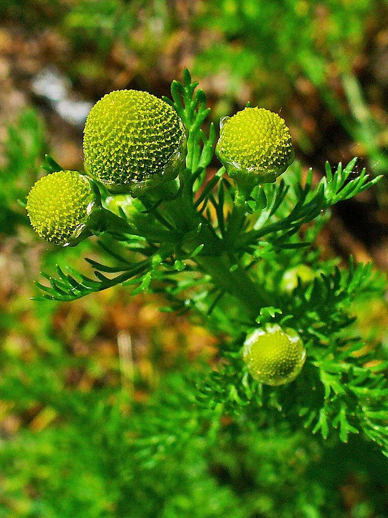 Photo of Pineapple Weed (Matricaria discoidea) uploaded by robertduval14