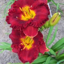 Location: My garden in northeast Texas
Date: 2017-08-08
This daylily really took off later in the season, produced many l