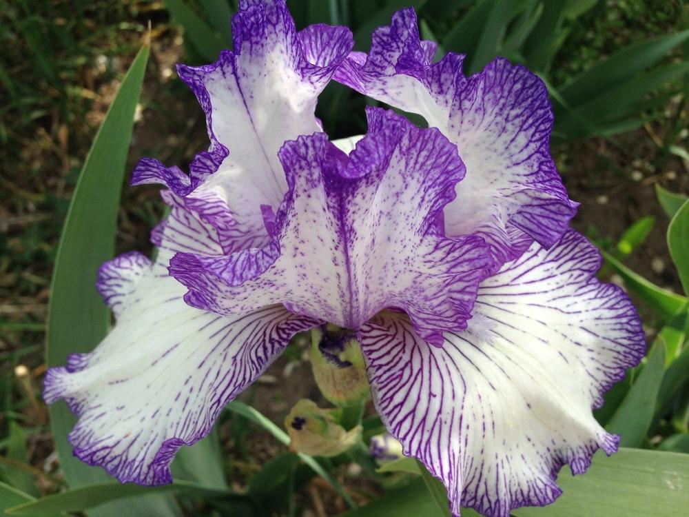 Photo of Tall Bearded Iris (Iris 'Autumn Circus') uploaded by SpringGreenThumb