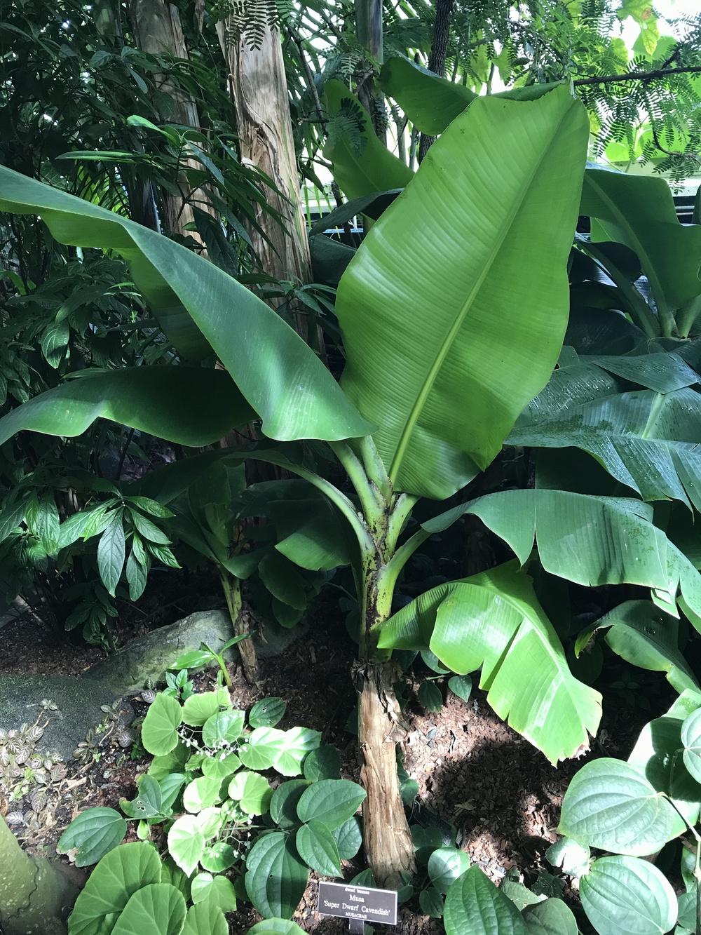 Photo of Dwarf Banana (Musa acuminata 'Super Dwarf Cavendish') uploaded by bxncbx